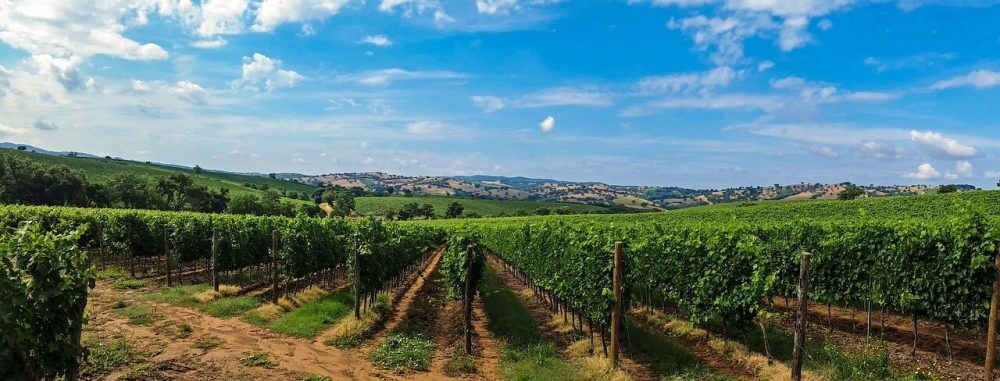 Vinfält i Toscana